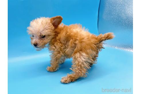 成約済の東京都のティーカッププードル-167277の8枚目