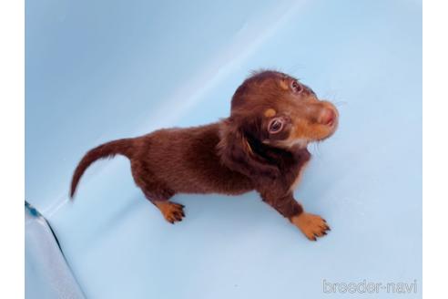 成約済の東京都のミニチュアダックスフンド(ロングヘアード)-167275の5枚目