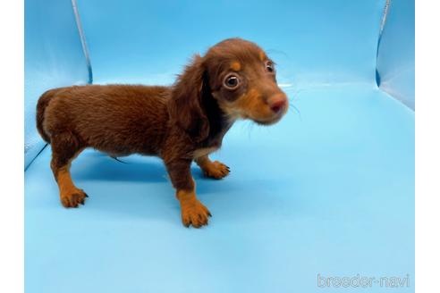 成約済の東京都のミニチュアダックスフンド(ロングヘアード)-167275の6枚目