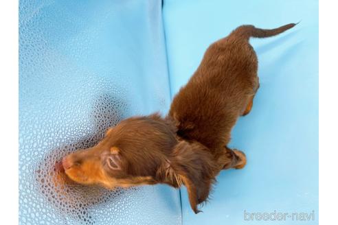 成約済の東京都のミニチュアダックスフンド(ロングヘアード)-167275の7枚目