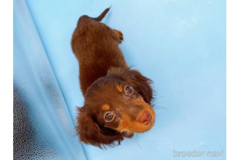 成約済の東京都のミニチュアダックスフンド(ロングヘアード)-167275の8枚目