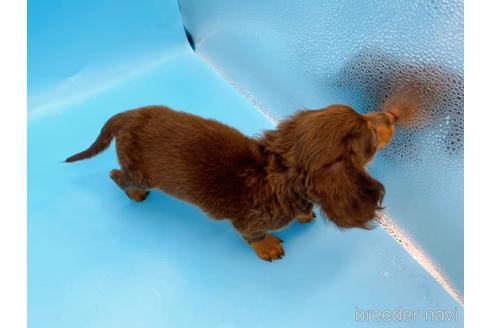 成約済の東京都のミニチュアダックスフンド(ロングヘアード)-167275の9枚目