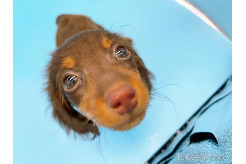 成約済の東京都のミニチュアダックスフンド(ロングヘアード)-167275の1枚目