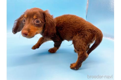 成約済の東京都のミニチュアダックスフンド(ロングヘアード)-167275の10枚目