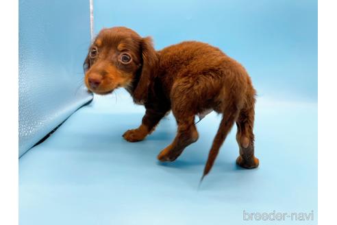 成約済の東京都のミニチュアダックスフンド(ロングヘアード)-167275の11枚目