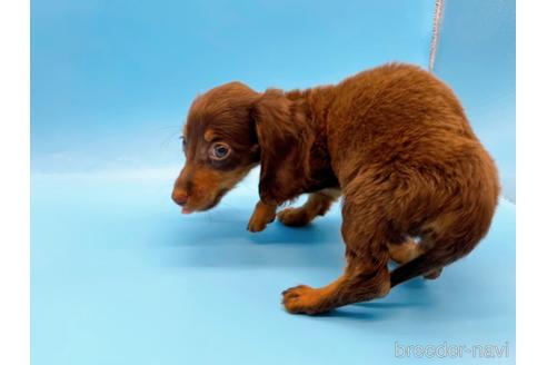 成約済の東京都のミニチュアダックスフンド(ロングヘアード)-167275の3枚目