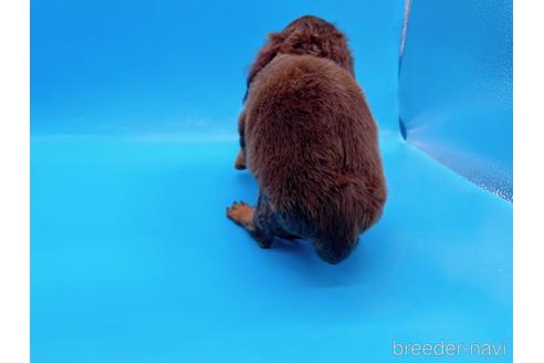 成約済の東京都のミニチュアダックスフンド(ロングヘアード)-167275の4枚目