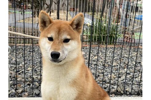 成約済の岡山県の柴犬-139952