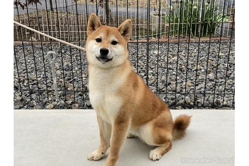 成約済の岡山県の柴犬-139952の4枚目