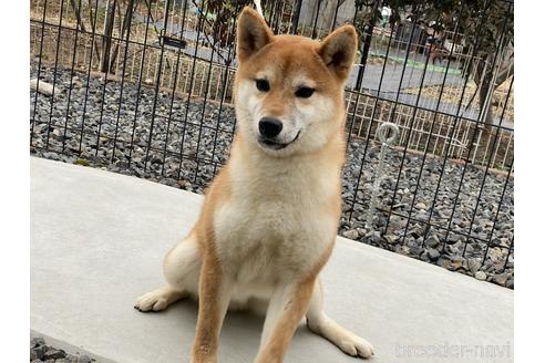 成約済の岡山県の柴犬-139952の3枚目