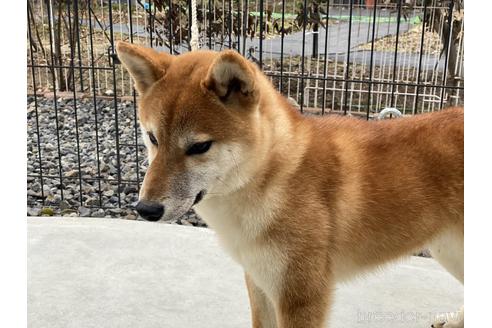 成約済の岡山県の柴犬-139952の2枚目