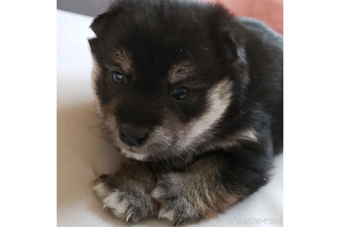 成約済の高知県の豆柴-165202の8枚目