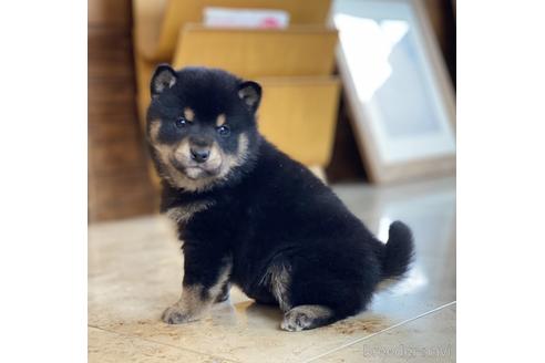 成約済の高知県の豆柴-167226の4枚目