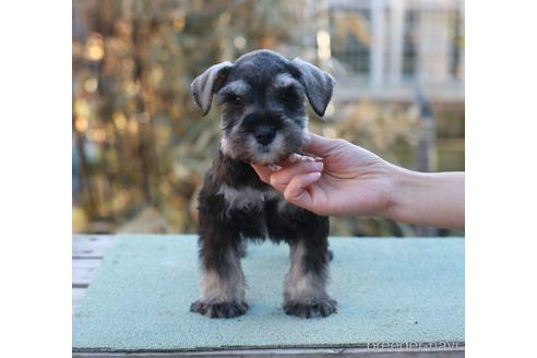 茨城県のミニチュアシュナウザー 男の子 21 11 30生まれ 魅力あり 豪華血統 子犬id ブリーダーナビ