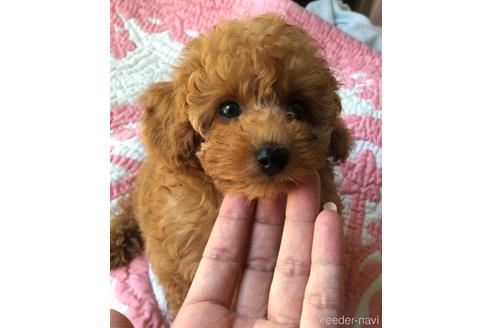 成約済ののティーカッププードル-163540