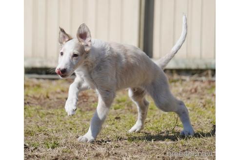 成約済の愛知県のボルゾイ-164766の7枚目