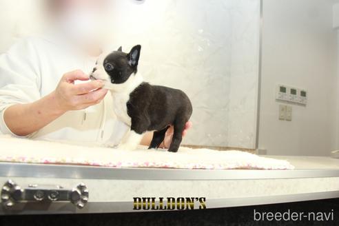 成約済の東京都のボストンテリア-167273の4枚目