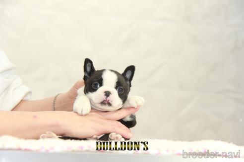 成約済の東京都のボストンテリア-167273の3枚目