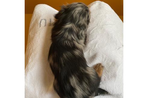 成約済の埼玉県のミニチュアダックスフンド(ロングヘアード)-167286の2枚目