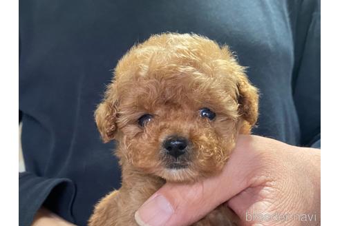 成約済の静岡県のタイニープードル-166408の5枚目