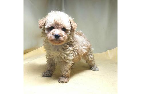 成約済の茨城県のミックス犬-163527の30枚目