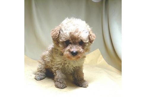 成約済の茨城県のミックス犬-163527の28枚目