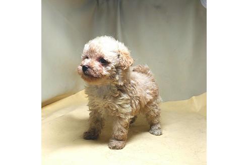 成約済の茨城県のミックス犬-163527の26枚目