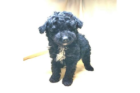 成約済の茨城県のミックス犬-163524の31枚目