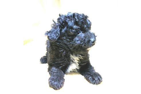 成約済の茨城県のミックス犬-163524の30枚目