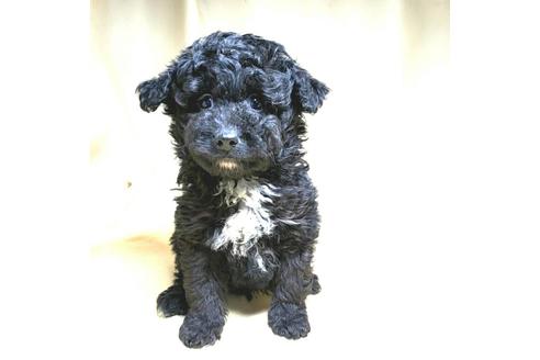 成約済の茨城県のミックス犬-163524の29枚目