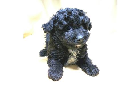 成約済の茨城県のミックス犬-163524の28枚目