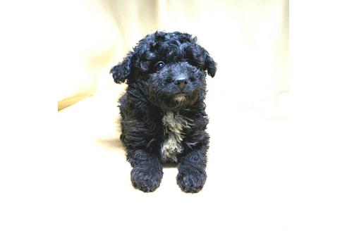 成約済の茨城県のミックス犬-163524の27枚目