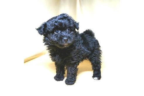 成約済の茨城県のミックス犬-163525の30枚目