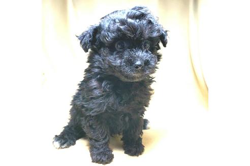 成約済の茨城県のミックス犬-163525の29枚目