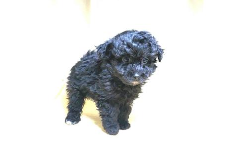 成約済の茨城県のミックス犬-163525の28枚目