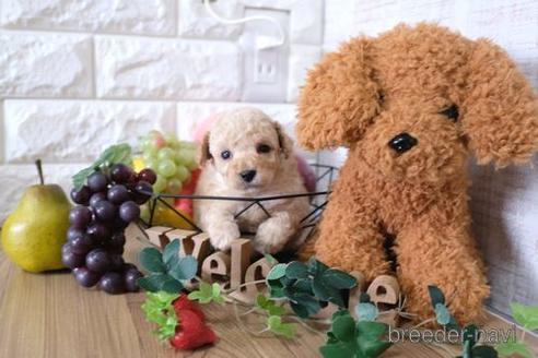 成約済の滋賀県のトイプードル-167343の1枚目