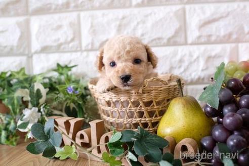 成約済の滋賀県のトイプードル-167343の6枚目