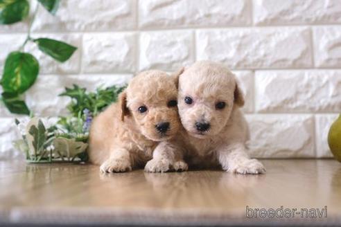 成約済の滋賀県のトイプードル-167343の3枚目