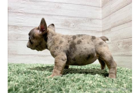 成約済の愛知県のフレンチブルドッグ-167346の3枚目