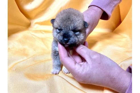 成約済の奈良県の豆柴-167348の5枚目