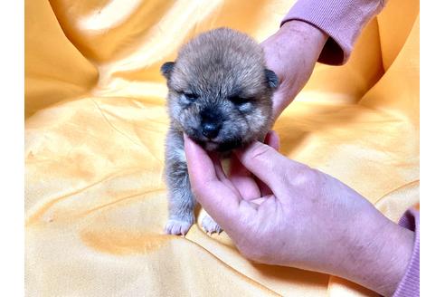 成約済の奈良県の豆柴-167348の4枚目
