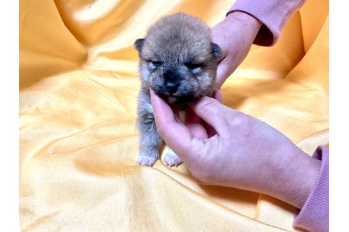 成約済の奈良県の豆柴-167348の2枚目