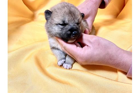成約済の奈良県の豆柴-167350の4枚目