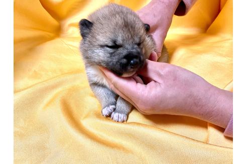 成約済の奈良県の豆柴-167350の3枚目