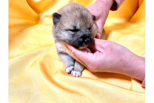 成約済の奈良県の豆柴-167350の2枚目