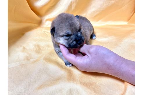 成約済の奈良県の豆柴-167352の5枚目
