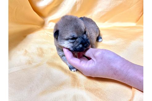 成約済の奈良県の豆柴-167352の4枚目