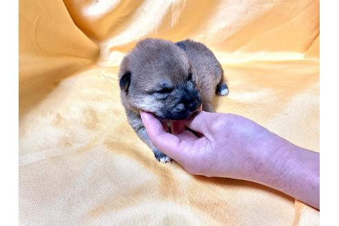 成約済の奈良県の豆柴-167352の3枚目