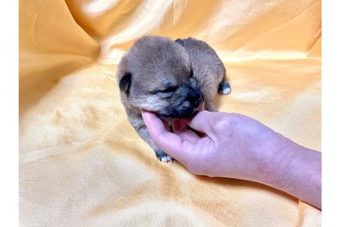 成約済の奈良県の豆柴-167352の2枚目