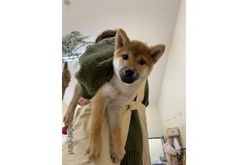 成約済の北海道の柴犬-157699の2枚目